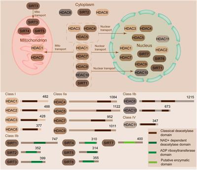 Frontiers | New Insight in HDACs: Potential Therapeutic Targets